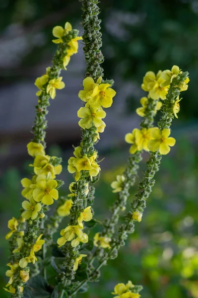 Verbascum Densiflorum Jasny Żółty Gęsty Kwiat Rozkwicie Wysoka Roślina Lecznicza — Zdjęcie stockowe