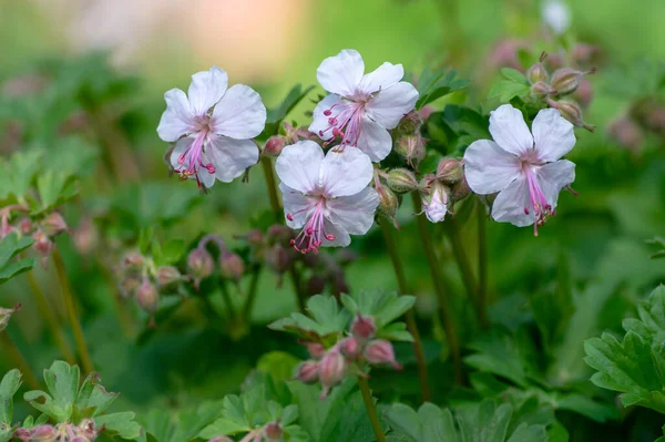 Geranium Cantabrigiense Biokovo Wit Bloeiende Kranen Planten Groep Witte Bloemen — Stockfoto