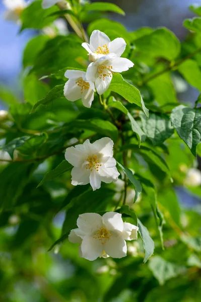 Philadelphus Coronarius Sladké Modrooranžové Bílé Květy Květu Větvích Keřů Kvetoucí — Stock fotografie