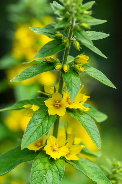Lysimachia Punctata Bright Yellow Dotted Loosestrife Flowering Plant Group Beautiful — Stock Photo, Image