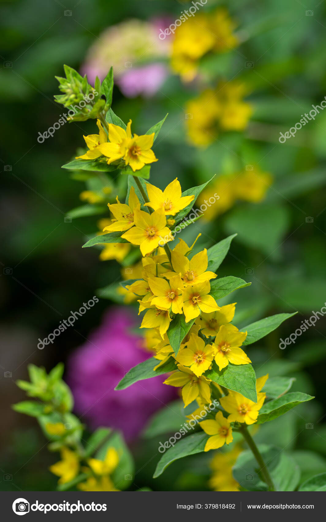 Lysimachia Punctata Plante Fleurs Jaune Vif Parsemée Salicaire Groupe  Belles image libre de droit par ivusakzkrabice © #379818492