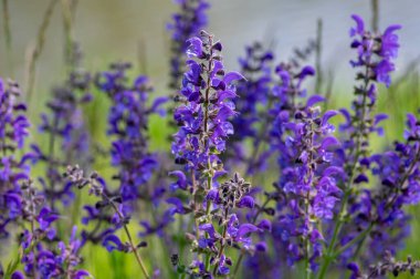 Salvia pratensis adaçayı çiçeği, çiçek açan mavi menekşe mor mmeadow clary bitkileri, yeşil çimen yaprakları