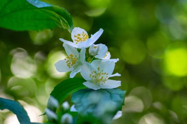 Çalı dallarında çiçek açan tatlı, sahte turuncu beyaz çiçekler, çiçek açan İngiliz Dogwood vahşi süs bitkisi, yeşil yapraklar.