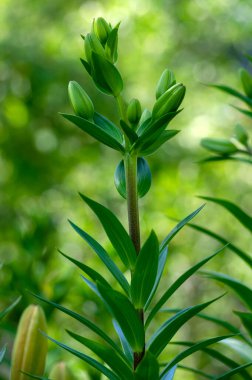 Tomurcuklardaki zambak çiçekleri, Asyalı melezler süslemeler, zambak tomurcukları, çiçek açmadan önce buket, rüya gibi arka plan, yeşil yapraklar.