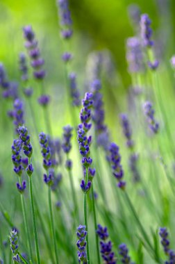 Lavandula angustifolia çiçek demeti, mor kokulu çiçek, çiçek tarlası