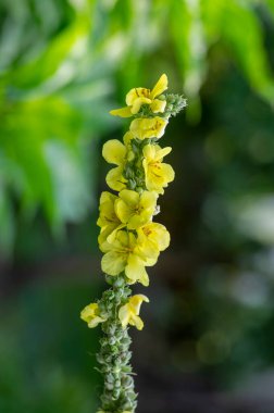 Verbascum yoğunluğu, çiçek açmış parlak sarı yoğunluk, uzun çiçek açan şifalı bitkiler, çiçekler ve tomurcuklar.