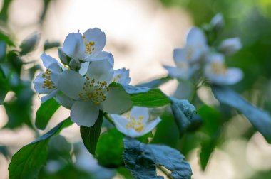 Çalı dallarında çiçek açan tatlı, sahte turuncu beyaz çiçekler, çiçek açan İngiliz Dogwood vahşi süs bitkisi, yeşil yapraklar.