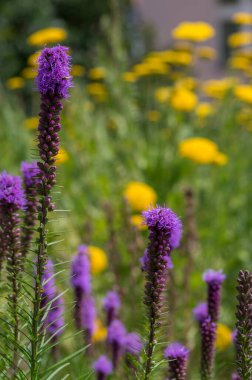 Liatris spicata koyu mor çiçekli bitki, uzun saplı çiçekler, yeşil arka plan