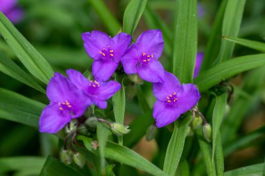 Tradescantia virginiana Virginia örümcek otu mor menekşe çiçekleri, çiçek açmış üç taç yaprağı, yeşil yapraklar ve tomurcuklar