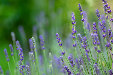 Lavandula angustifolia çiçek demeti, mor kokulu çiçek, çiçek tarlası