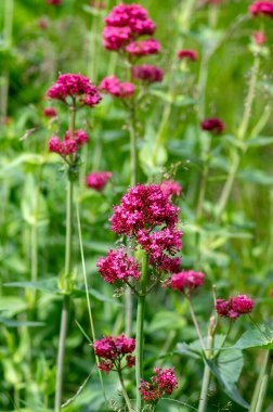 Centranthus ruber çiçekli bitki, çiçekparlak kırmızı pembe çiçekler, yeşil kök ve yaprakları, güzel süs çiçeği
