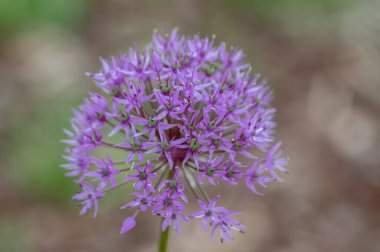 Allium hollandicum flowering springtime plant, group of purple persian ornamental onion flowers in bloom, colorful ball clipart