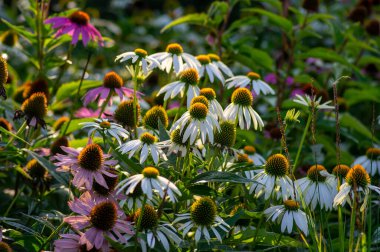 Echinacea purpurea çiçekli koni çiçekleri, çiçek açmış bir grup süs bitkisi, dikenli merkez