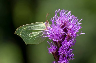 Gonepteryx rhamni kelebeği Liatris spicata 'nın üzerinde oturuyor. Mor çiçekli çiçekler, sarı kanatlı güzel bir hayvan.