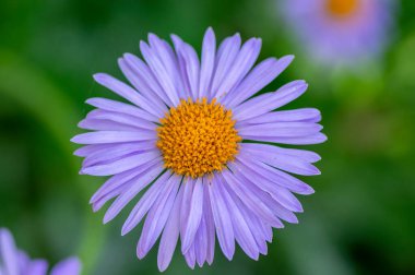 Aster tongolensis menekşe mor yapraklı ve turuncu merkezli güzel yer altı çiçekleri, çiçek açan bitki, yeşil arkaplan