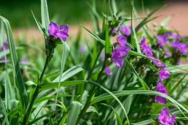 Tradescantia virginiana Virginia örümcek otu mor menekşe çiçekleri, çiçek açmış üç taç yaprağı, yeşil yapraklar ve tomurcuklar