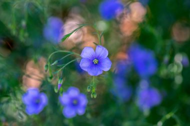 Linum usitatissimum keten tohumu çiçek açan süs bahçesi, çiçek açmış güzel mavi keten çiçeklerden oluşan bir grup, yeşil yapraklar.