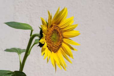 Helianthus annuus balon, yeşil gövde ve yapraklarda yaygın ayçiçekleri