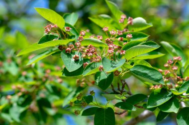 Amelanchier lamarckii dallardaki olgunlaşmamış meyveler, servis meyvesi veya orman çileği olarak adlandırılan meyveler grubu, yeşil yapraklar.