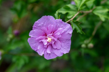 Hibiscus Syriacus Suriye 'ye ait süs bitkisi, çiçek açan mor mor çiçekler, dallarında yeşil yapraklar olan çalılar.