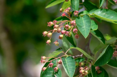 Amelanchier lamarckii dallardaki olgunlaşmamış meyveler, servis meyvesi veya orman çileği olarak adlandırılan meyveler grubu, yeşil yapraklar.