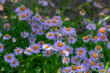 Aster tongolensis menekşe mor yapraklı ve turuncu merkezli güzel yer altı çiçekleri, çiçek açan bitki, yeşil arkaplan