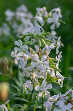 Saponaria officinalis beyaz çiçekli sabun çiçeği, tomurcuklanmamış yabani bitki, yeşil yapraklar, gövde ve arka plan