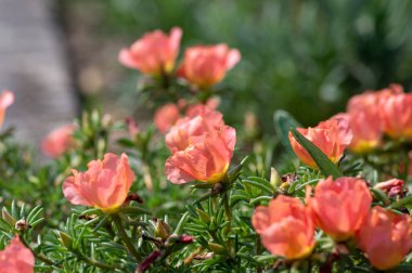 Portekiz 'in görkemli yosun gülü çiçekli bitkisi, soluk turuncu renkli kaya rengi purslane çiçekleri çiçek açmış, yeşil yapraklı küçük toprak örtüsü