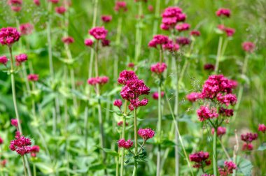 Centranthus ruber çiçekli bitki, çiçekparlak kırmızı pembe çiçekler, yeşil kök ve yaprakları, güzel süs çiçeği
