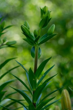 Tomurcuklardaki zambak çiçekleri, Asyalı melezler süslemeler, zambak tomurcukları, çiçek açmadan önce buket, rüya gibi arka plan, yeşil yapraklar.
