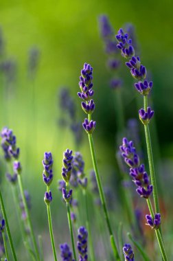 Lavandula angustifolia çiçek demeti, mor kokulu çiçek, çiçek tarlası