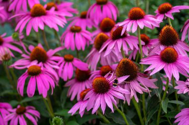 Echinacea purpurea çiçekli koni çiçekleri, çiçek açmış bir grup süs bitkisi, dikenli merkez