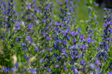 Echium vulgare Vipers böcek ilacı yabani yaban otları çiçek açan bitkiler, uzun çiçek sapında açan mavi çiçekler, yeşil yapraklar