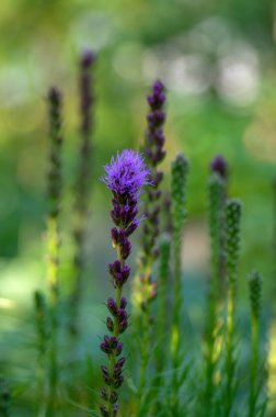 Liatris spicata koyu mor çiçekli bitki, uzun saplı çiçekler, yeşil arka plan