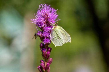 Gonepteryx rhamni kelebeği Liatris spicata 'nın üzerinde oturuyor mor çiçekli, sarı beyaz kanatlı güzel bir hayvan
