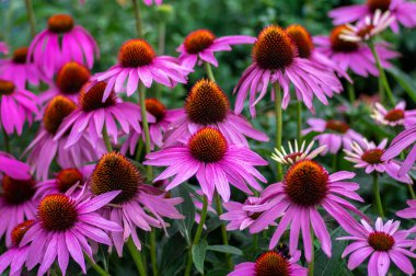 Echinacea purpurea çiçekli koni çiçekleri, çiçek açmış bir grup süs bitkisi, dikenli merkez