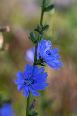 Cichorium intybus chicory mavi çiçek yeşil saplı, yaygın mavi papatya karahindiba çiçek, vahşi bitki