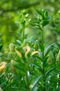 Çiçek açmış zambak çiçekleri, Asya melezleri süslemeler, çiçek açan zambaklar, tomurcuklar ve yapraklı çiçekler, yeşil yapraklar.