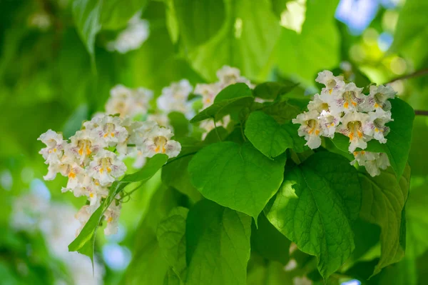 Catalpa Bignonioidok Közepes Méretű Lombhullató Dísznövény Virágzó Ágak Csoportok Fehér — Stock Fotó