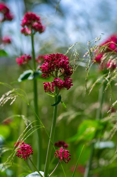 Centranthus ruber çiçekli bitki, çiçekparlak kırmızı pembe çiçekler, yeşil kök ve yaprakları, güzel süs çiçeği