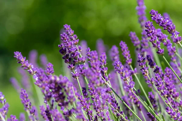 Lavandula Angustifolia Ramo Flores Flor Roxo Planta Floração Perfumada Campo — Fotografia de Stock