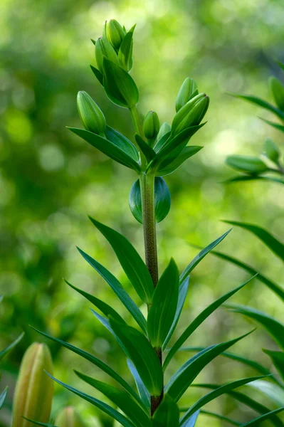Tomurcuklardaki zambak çiçekleri, Asyalı melezler süslemeler, zambak tomurcukları, çiçek açmadan önce buket, rüya gibi arka plan, yeşil yapraklar.