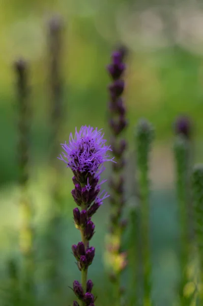 Liatris spicata deep purple flowering plant, group of flowers on tall stem in bloom, green background