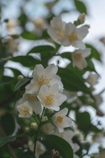 Philadelphus Coronarius Sweet Mock Orange Białe Kwiaty Rozkwicie Gałęziach Krzewów — Zdjęcie stockowe