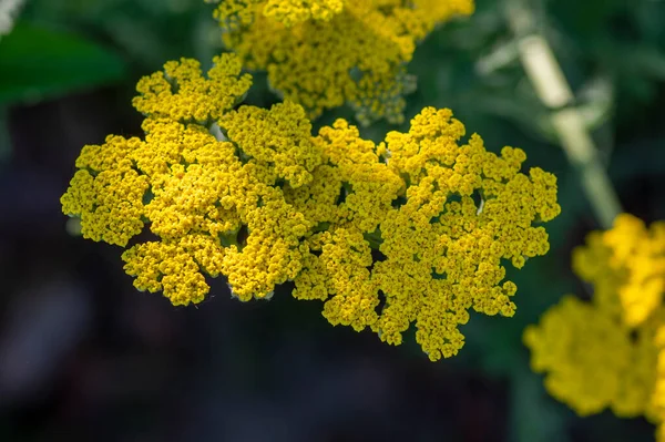 Achillea Filipendulinayarrowは 花の明るい黄色の花を咲かせ 観賞用の開花植物 背の高い緑色の茎に花束を咲かせます — ストック写真