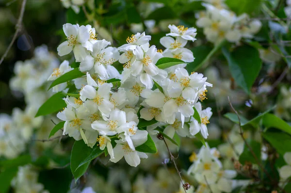 Philadelphus Coronarius Сладкие Макро Оранжевые Белые Цветы Цвету Кустарниковых Ветвях — стоковое фото