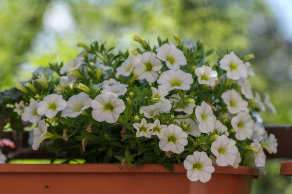 Calibrachoa Million Glocken Schöne Blühende Pflanze Gruppe Weißer Blumen Voller — Stockfoto