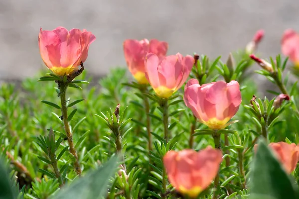 Portulaca Grandiflora Moss Rose Flowering Plant Pale Pink Orange Color — Stock Photo, Image