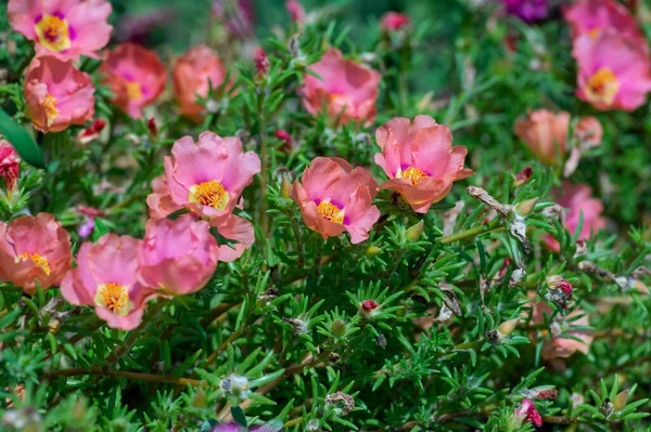 Portulaca Grandiflora Moss Rose Flowering Plant Pale Pink Orange Color — Stock Photo, Image