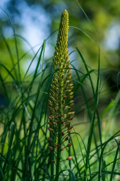 Eremurus Isabellinus Pinocchio Cleopatra Kvetoucí Okrasná Rostlina Krásné Růžové Liščí — Stock fotografie